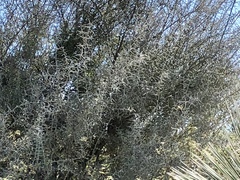 Sarcomphalus obtusifolius canescens