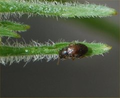 Coleoptera