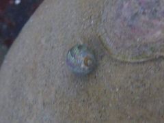Eulithidium pulloides