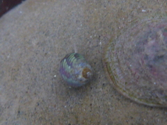 Eulithidium pulloides