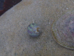 Eulithidium pulloides