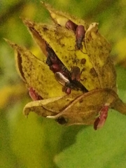 Oxycarenus hyalinipennis