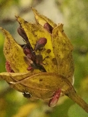 Oxycarenus hyalinipennis