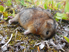 Dicrostonyx groenlandicus