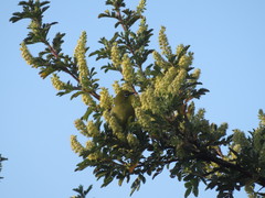 Zosterops virens virens