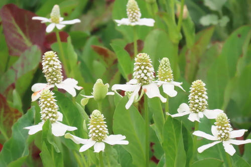 iNaturalist observation photo of Yerba Mansa