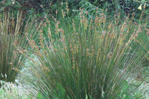 iNaturalist observation photo of Rushes
