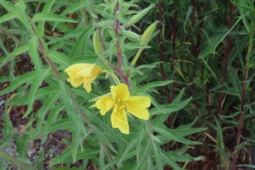 iNaturalist observation photo of tall evening primrose