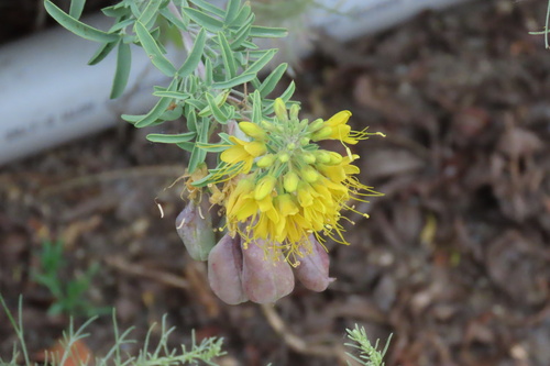iNaturalist observation photo of Bladderpod