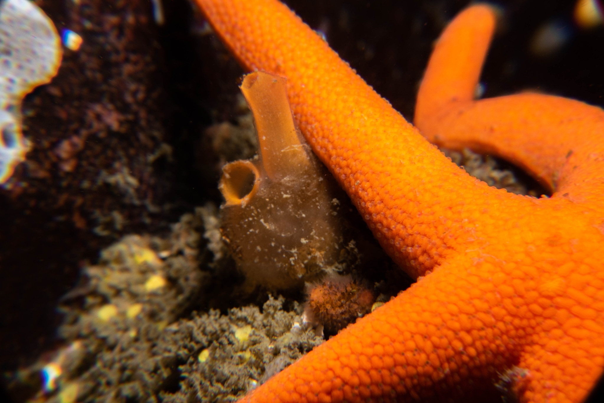 Molgula pacifica (Huntsman, 1912)