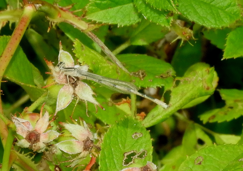 Doublestriped Bluet from Van Wert County, Van Wert, OH 45891, Hiestand Park, U.S.A. on July 26