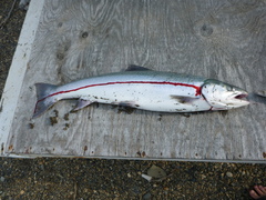 Salvelinus malma