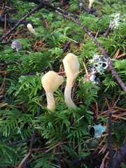 Cudoniaceae