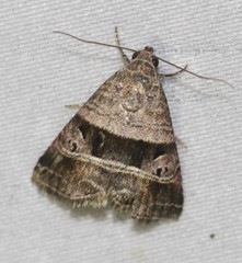 Ozarba punctigera