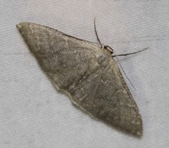 Idaea coercita