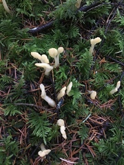 Cudoniaceae