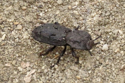 iNaturalist observation photo of Diabolical Ironclad Beetle