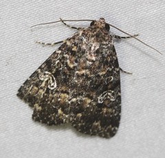 Condica aroana