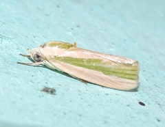 Earias vittella