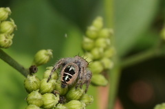 Phidippus dianthus