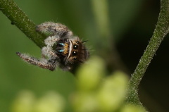 Phidippus dianthus