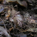 Corybas cryptanthus - Photo 由 memopob 所上傳的 (c) memopob，保留部份權利CC BY-NC