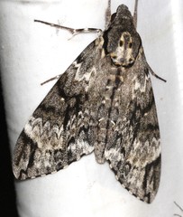 Psilogramma menephron