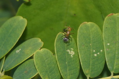 Camponotus rectangularis