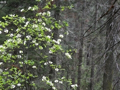 Cornus nuttallii