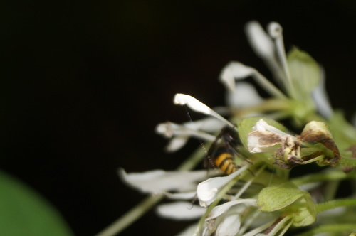 Aztec Honey Wasp