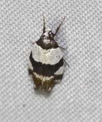 Zonopetala decisana