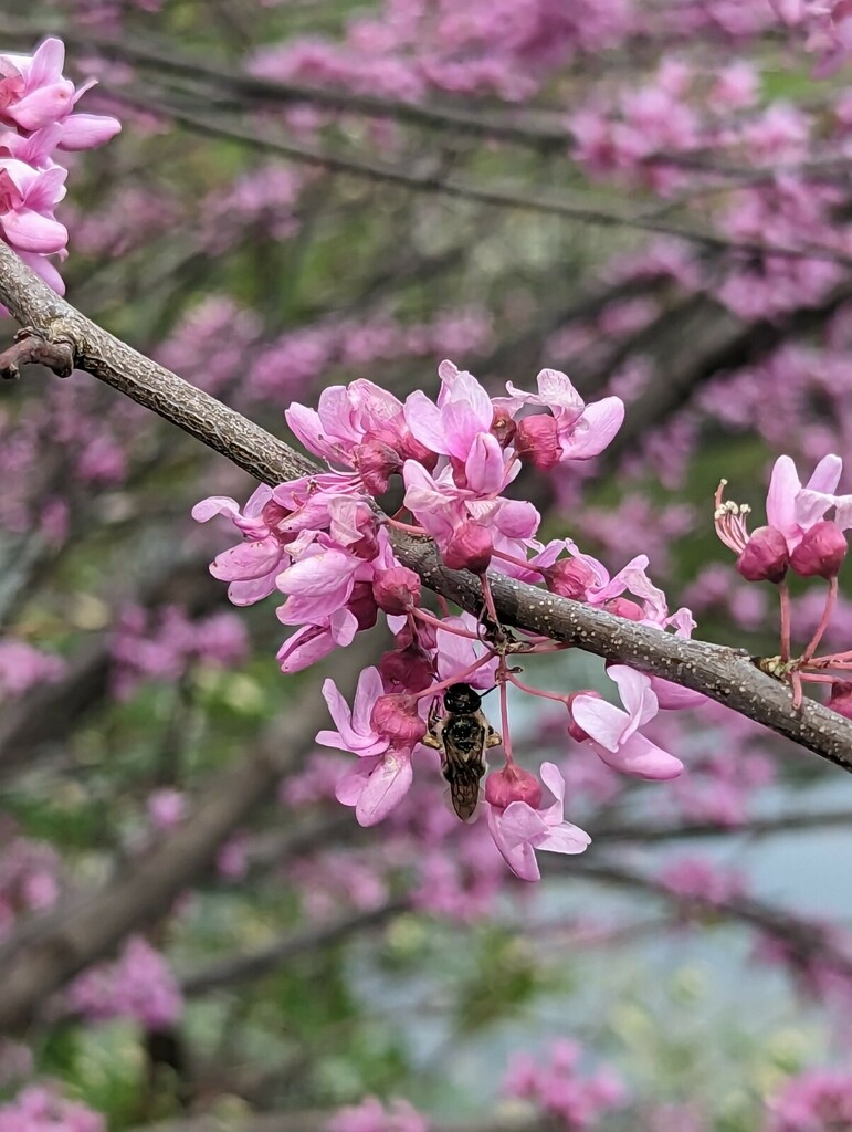eastern redbud