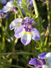Downingia bicornuta var. picta