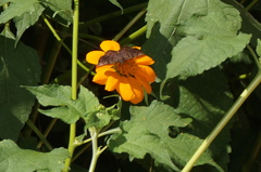 Pellicia