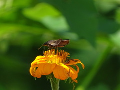 Pellicia