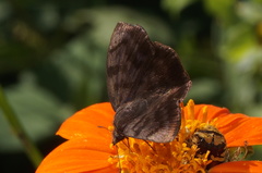 Pellicia