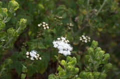 Ageratina glechonophylla