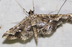 Merodictya marmorata
