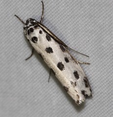 Ethmia sphaerosticha