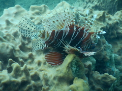 Pterois mombasae