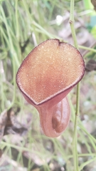 Aristolochia maxima