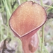 Aristolochia maxima - Photo (c) Isaias Morataya, μερικά δικαιώματα διατηρούνται (CC BY-NC), uploaded by Isaias Morataya