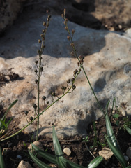 Vagaria parviflora