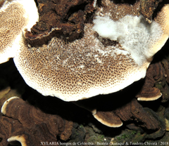 Coriolopsis caperata