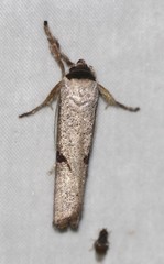 Pilostibes stigmatias