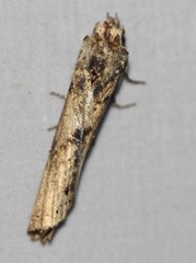 Ortholomia moluccana