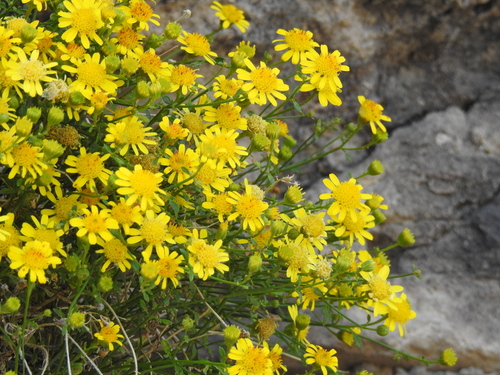 Image of Laphamia gilensis by (c) Rachel Stringham, some rights reserved (CC BY)