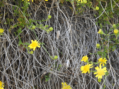 Image of Laphamia gilensis by (c) Rachel Stringham, some rights reserved (CC BY)