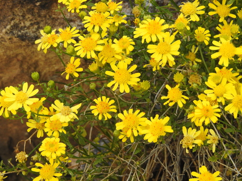 Image of Laphamia gilensis by (c) Rachel Stringham, some rights reserved (CC BY)