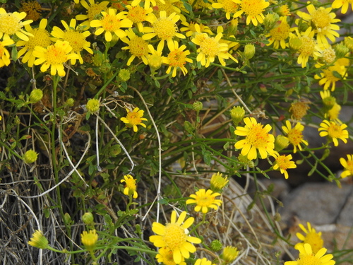 Image of Laphamia gilensis by (c) Rachel Stringham, some rights reserved (CC BY)